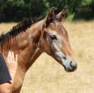 Poulain SF ulmar mail