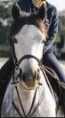 Ponette D &agrave; prendre en dp