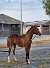Plusieurs Poneys disponibles (du foal a 5 ans )