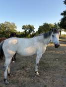 Plusieurs Poneys disponibles (du foal a 5 ans )