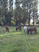 Plusieurs Poneys disponibles (du foal a 5 ans )