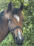 Plusieurs Poneys disponibles (du foal a 5 ans )