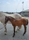 Plusieurs Poneys disponibles (du foal a 5 ans )