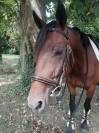 Trotteur Fran&ccedil;ais Hongre , Toise 1m64 , Bai