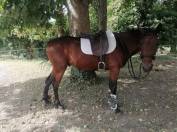 Trotteur Fran&ccedil;ais Hongre , Toise 1m64 , Bai