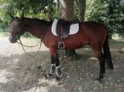Trotteur Fran&ccedil;ais Hongre , Toise 1m64 , Bai