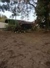 Trotteur Fran&ccedil;ais Hongre , Toise 1m64 , Bai
