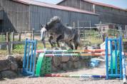 Poney &agrave; former pour de belles &eacute;preuves