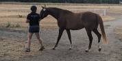 Pouliche de 3 ans, mod&egrave;le s&eacute;rieux, lign&eacute;e 5*