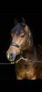Ponette de sport sensible 