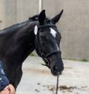 Pouliche de 3 ans, belles aptitudes &agrave; l'obstacle