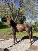Poney de sport- loisirs 
