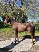 Poney de sport- loisirs 
