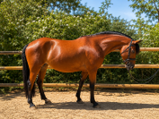 Cavalla PFS Pony Francese da Sella In vendita 2021 Baio