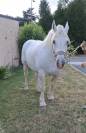 Vends 2 juments Boulonnaises