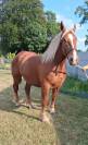 Vends 2 juments Boulonnaises