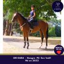 Adorable et joli hongre 4 ans