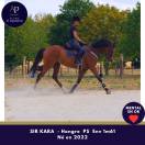 Adorable et joli hongre 4 ans