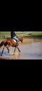Epona du rei douzy AA