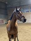 Cheval Selle Fran&ccedil;ais m&acirc;le 10 ans 