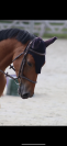 Cheval Selle Fran&ccedil;ais m&acirc;le 10 ans 