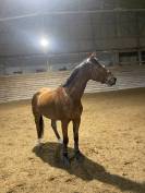 Cheval Selle Fran&ccedil;ais m&acirc;le 10 ans 