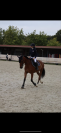 Cheval Selle Fran&ccedil;ais m&acirc;le 10 ans 