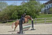 Poney &agrave; vendre 