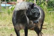 Welsh mountain pony 