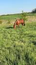 Jolie trotteuse 6 ans