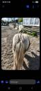 Irish cob