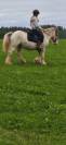 Irish cob
