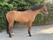 Petit cheval CSO pour enfant 