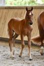 Foal femelle PFS