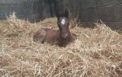 Foal femelle PFS