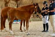 Foal femelle PFS