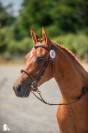 Femelle PFS 2 ans