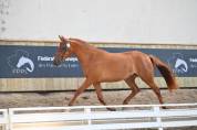Femelle PFS 2 ans