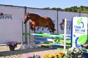 Femelle PFS 2 ans