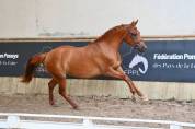 Femelle PFS 2 ans
