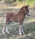 &Agrave; VENDRE - POULAIN SHETLAND