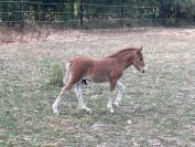 &Agrave; VENDRE - POULAIN SHETLAND