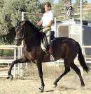 Superbe jument PRE noire Dressage