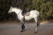 Cheval Hongre Andalou de 9 ans 1,64m