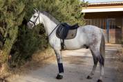 Cheval Hongre Andalou de 9 ans 1,64m