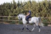 Cheval Hongre Andalou de 9 ans 1,64m