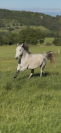 Vente cheval pour du loisir 