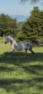 Vente cheval pour du loisir 