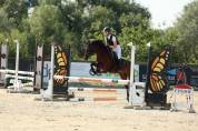 Poney de sport &agrave; vendre ou &agrave; louer
