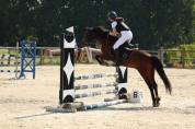 Poney de sport &agrave; vendre ou &agrave; louer